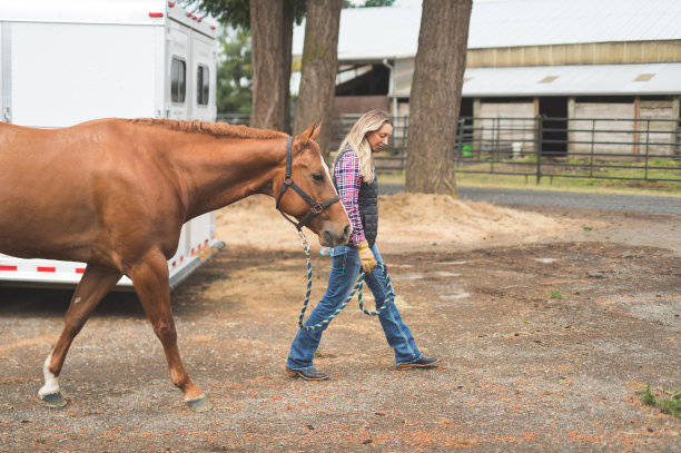 乡下漂亮的马图片下载