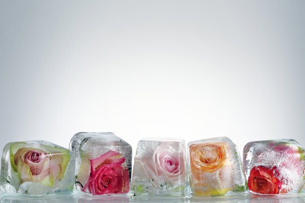 冰镇玫瑰图片下载