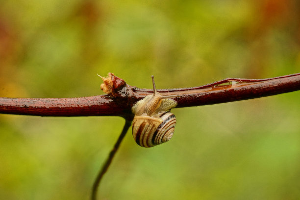 一只小蜗牛爬在湿润的葡萄枝上图片下载