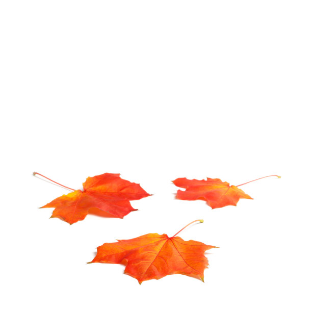 孤立的秋叶图片下载