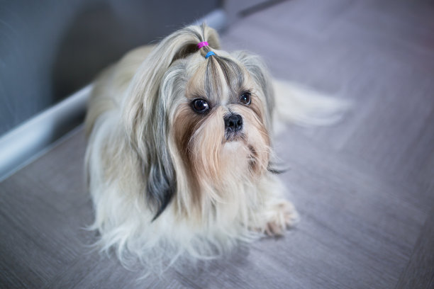 西施犬的狗图片下载