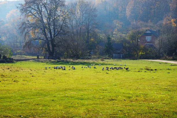 一群成年白鹅在草原上的乡间吃草图片下载