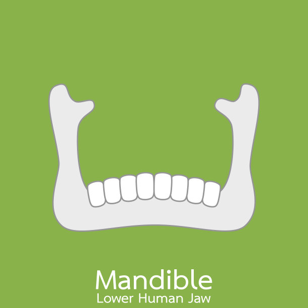 人类下颚图片下载