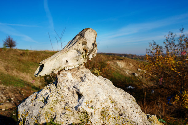 牛头骷髅的特写背景躺在石头上，背景是绿地图片下载