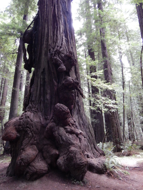 仔细看图片下载