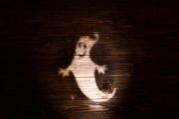 万圣节的背景与幽灵的影子在木制的背景。万圣节鬼魂的剪影。影子图片下载