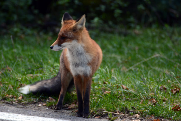红狐狸图片下载
