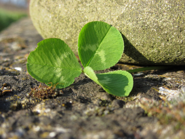 圣帕特里克节背景有三叶草或三叶草河边的一块石头图片下载