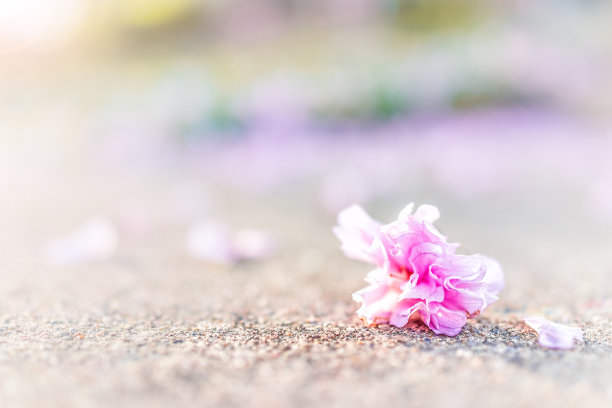 浪漫樱花图片素材ID：311121708