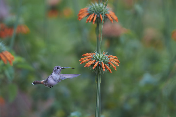 飞行中的蜂鸟图片下载