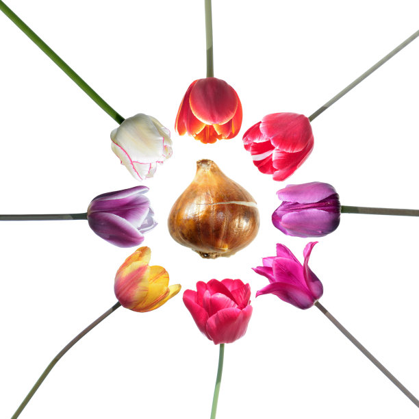 一套不同颜色的郁金香花与郁金香球茎孤立在白色的背景图片下载