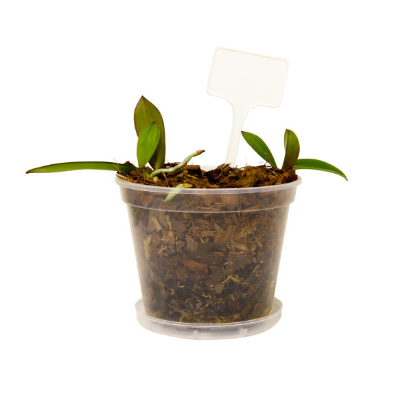 兰花繁殖，培育兰花，家庭园艺，孤立在白色上图片下载