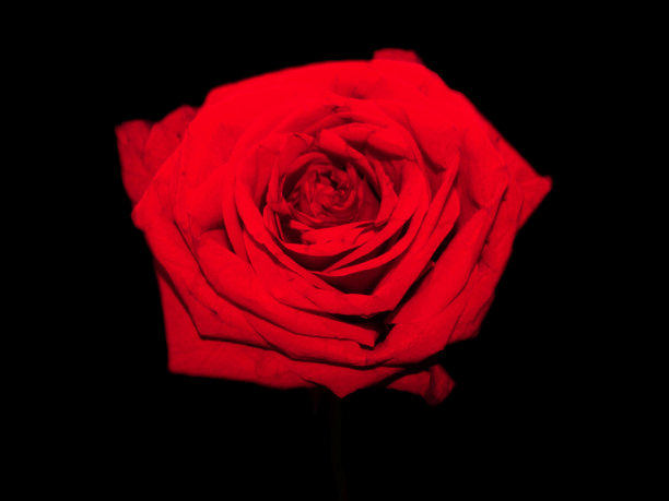 红玫瑰图片下载