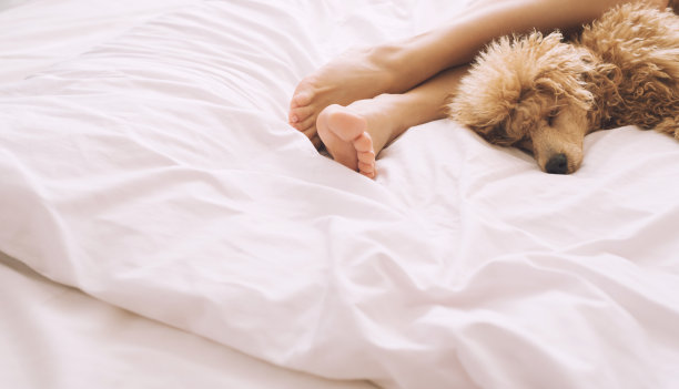 在床上与贵宾犬在一起的女人的脚素材图片