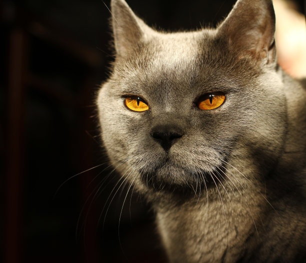 肥胖的英国灰色猫在黑色的背景。图片下载