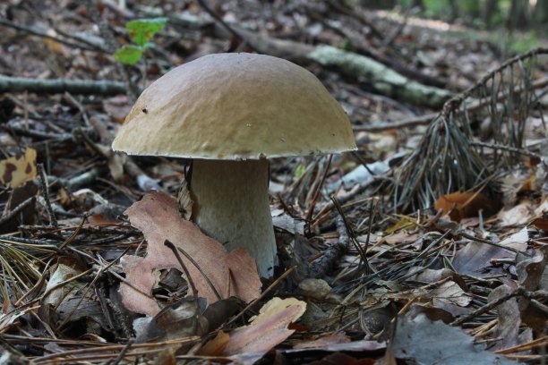 牛肝菌菇图片下载