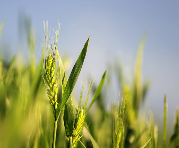 小麦照片素材ID：311142792