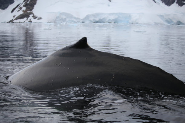 座头鲸，南极半岛图片下载