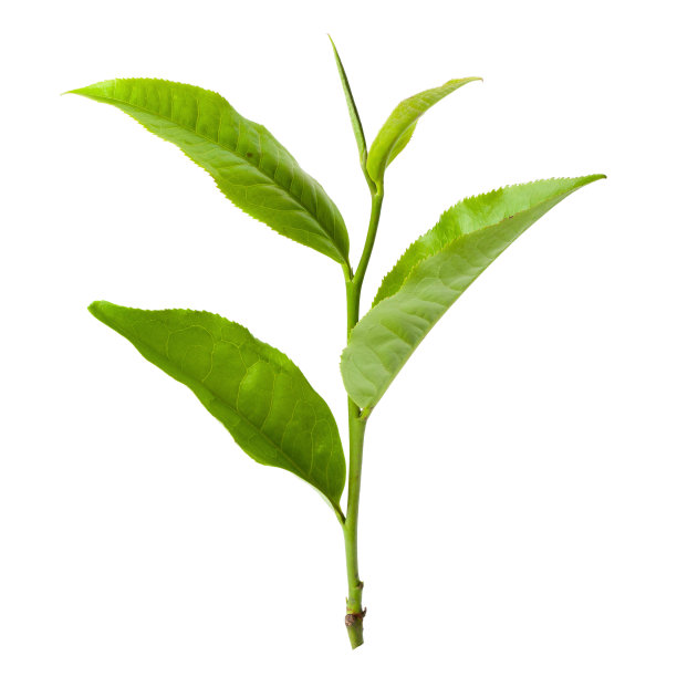 新鲜的茶叶孤立在白色的背景上。图片下载