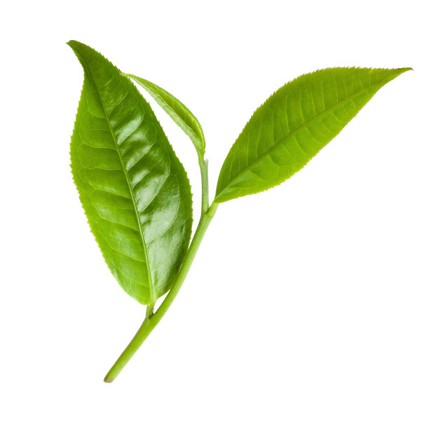 新鲜的茶叶孤立在白色的背景上。素材图片