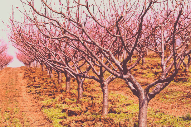 果园在春天图片下载