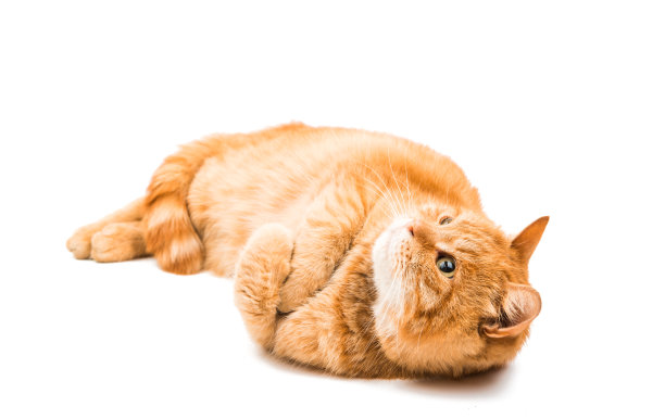 红猫孤立图片下载