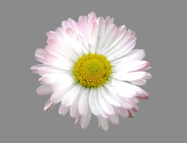 开放的雏菊花。图片下载