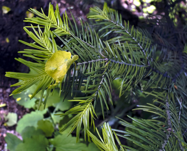 黄桦叶插在松针里图片下载