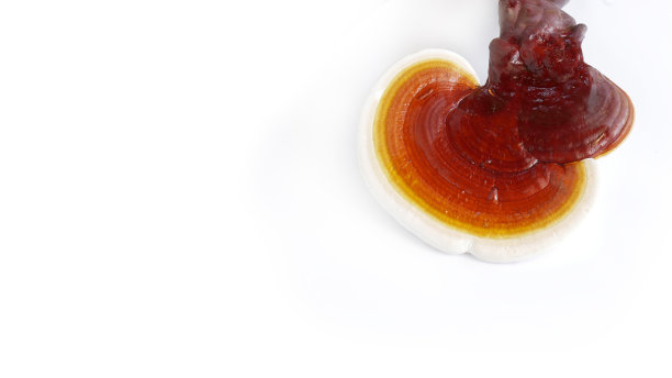 白底红灵芝图片下载