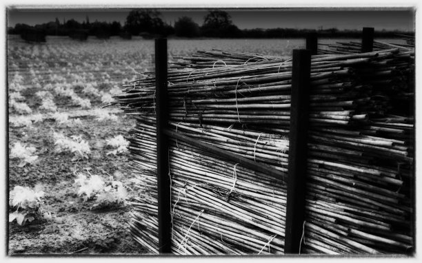 过滤膜扫描图片下载