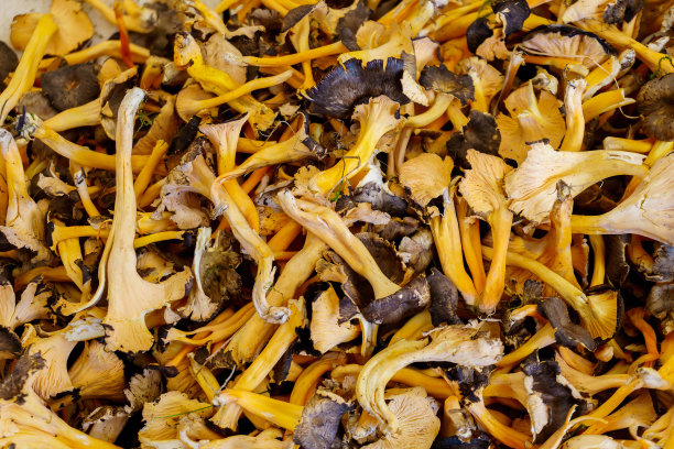 蘑菇——农贸市场的有机农产品图片下载