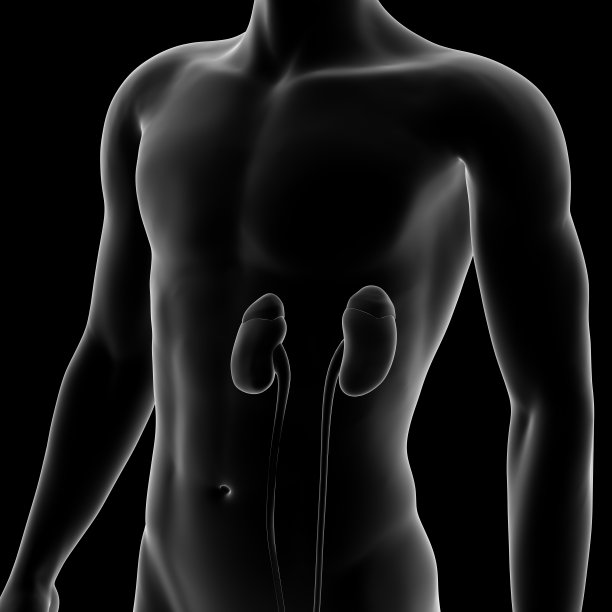 肾脏，人体内部器官图片下载