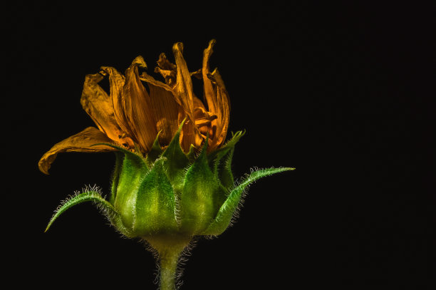 黑色背景上的干向日葵图片下载