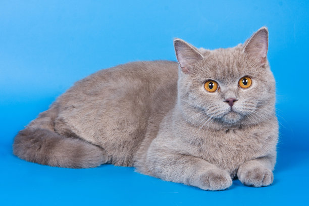 蓝色背景上毛茸茸的英国小猫图片下载
