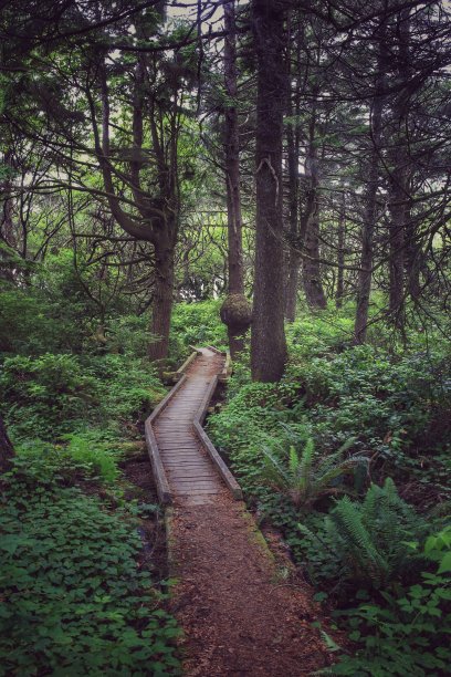 穿过Hoh雨林的木制木板步道，华盛顿图片下载