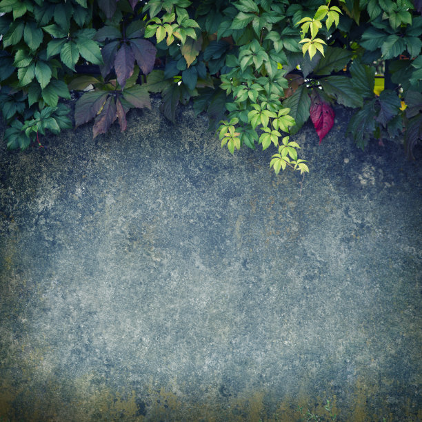 叶子和墙图片下载