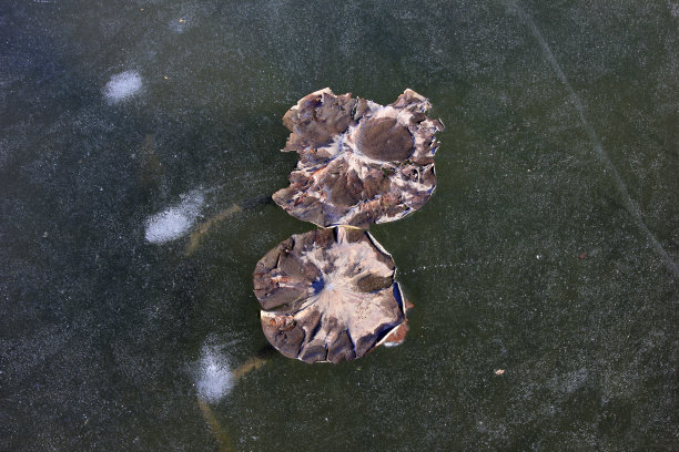 浮冰上的碎片荷叶，特写照片图片下载