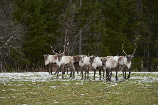 挪威北部特隆赫姆地区自然环境中的驯鹿图片下载