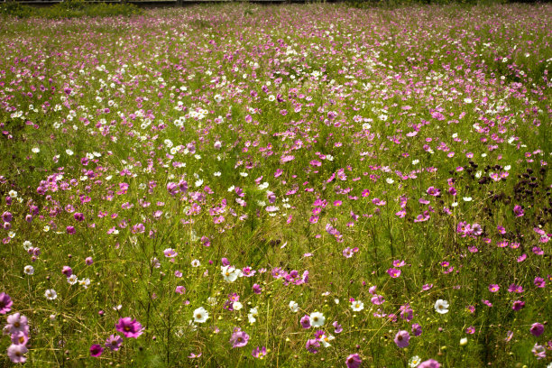 草地上的花图片下载