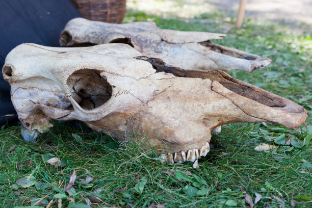 草地上的动物头骨图片下载