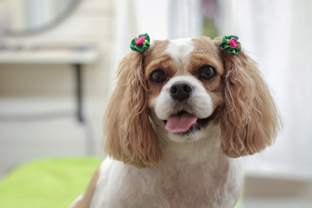 专业的狗打扮图片下载