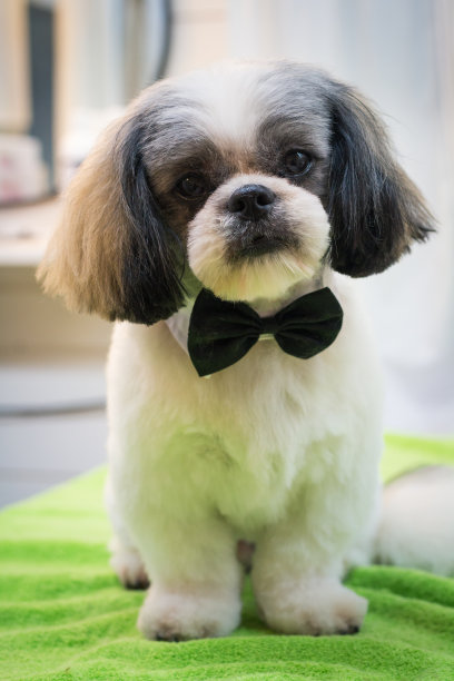 专业的狗打扮图片下载