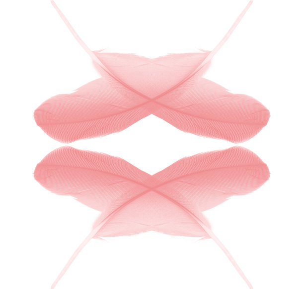 符号珊瑚粉红色羽毛在白色的背景图片下载