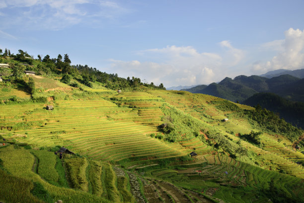 木仓寨的金色梯田图片下载