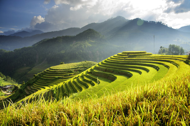 木仓寨的金色梯田素材图片