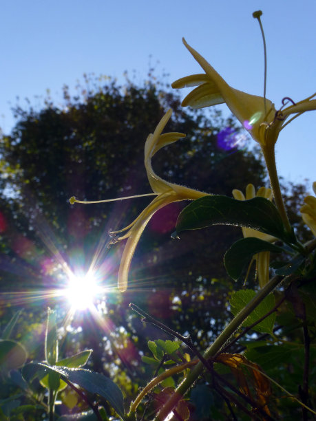 金银花在早上图片下载