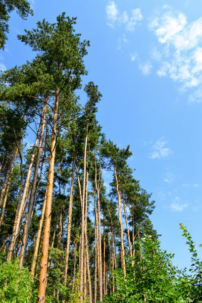 松林和草原在一个阳光明媚的日子图片下载