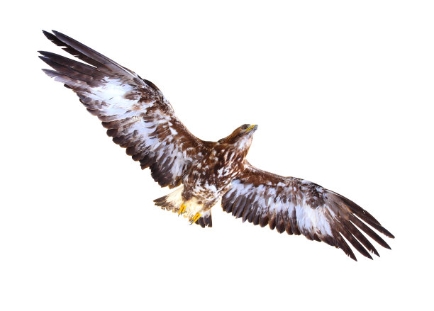 金鹰飞行。图片下载