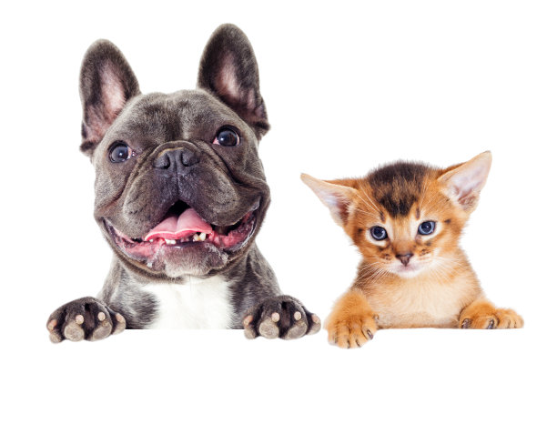 小猫和小狗探出头来图片下载