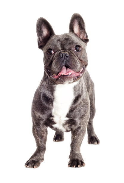 法国斗牛犬站着看完整长度的狗图片下载